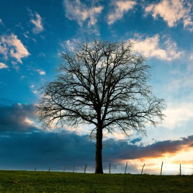 A beautiful view of an isolated dry, bare tree in the middle of a field at sunset under a cloudy sky