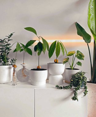 The different plants in white pots near the wall