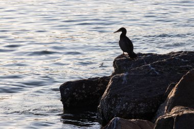 Kayalık bir sahilde karabatak bir kuşun silueti.