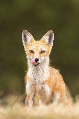 A vertical shallow focus portrait of a furry fox in the forest