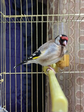 Küçük bir kafesin içinde tek bir GoldFinch kuşu.