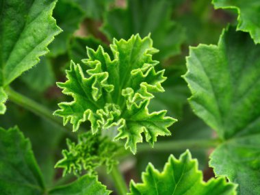 View of Geranium Pelargonium plant leaves