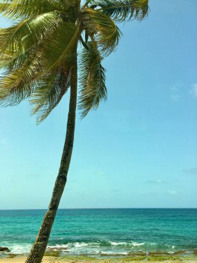 Arka planda mavi gökyüzü ve okyanus olan bir palmiye ağacının dikey görüntüsü.