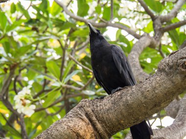 A selective of a crow on a branch
