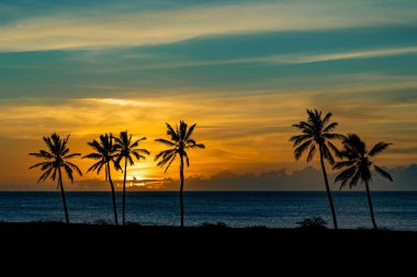 Coconut palm trees (cocos nucifera) silhouetted by the sunset on the west end of Molokai, Hawaii, at Kepuhi Beach near the town of Maunaloa