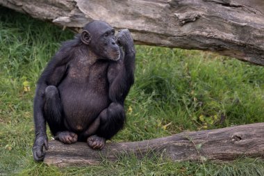 Güneşli bir günde güzel bir şempanzenin tarladaki görüntüsü.