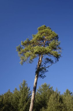 Almanya 'da mavi gökyüzü arka planına sahip yeşil bir ağacın dikey görüntüsü