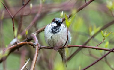 Gorodnya Nehri yakınlarındaki bir parkta ağaca tünemiş bir ev serçesinin yakın çekimi, Moskova, Rusya