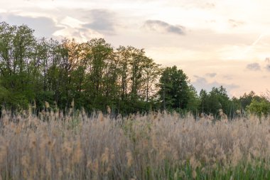 A beautiful shot of a field of dry plants next to some trees in the sunset time.
