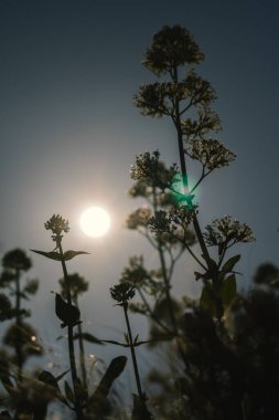 Güneşli gökyüzüne karşı bahçede yetişen Trachelum caeruleum 'un yakın çekimi.