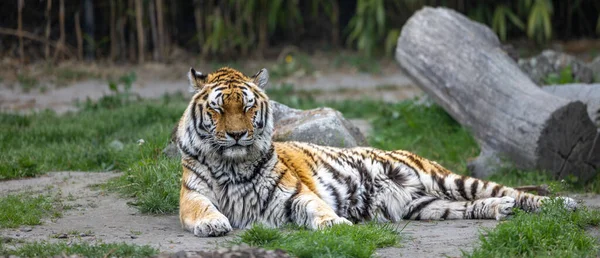 Gros Plan Beau Tigre Sibérien Dans Zoo — Photo