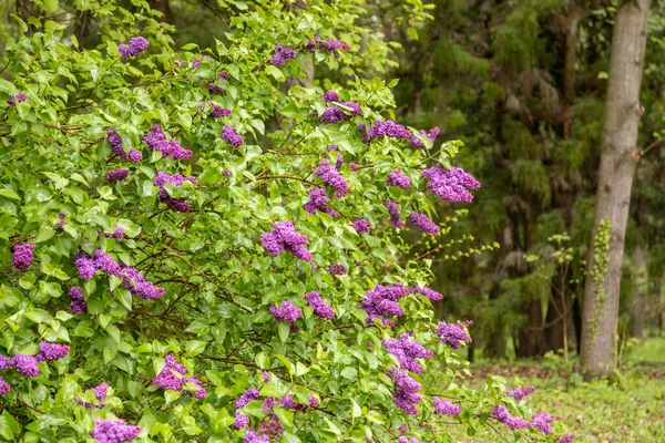 Closeup Common Lilac Flowers Arboretum Csacs Zalaegerszeg Hungary — Stock Photo, Image