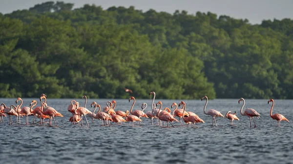 Beautiful Shot Flamboyance Pink Flamingos Wading Water Forest Background — Stock Photo, Image