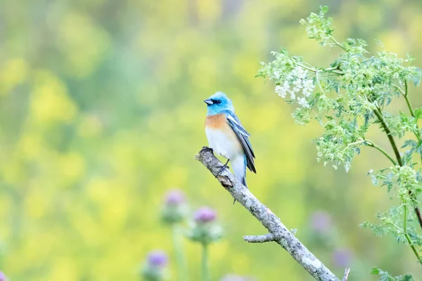 Beautiful Shot Lazuli Bunting Bird Sitting Tree Branch Singing Field — Stock Photo, Image