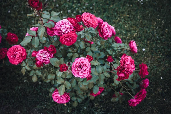 Een Prachtig Shot Van Roze Tuin Rozen Een Bos Tijdens — Stockfoto