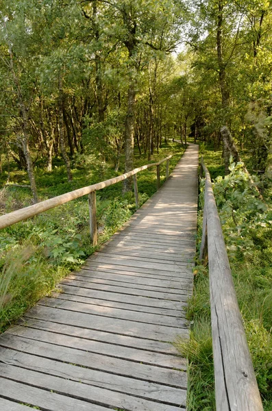 Eine Vertikale Aufnahme Eines Weges Roten Moor Biosphärenreservat Rhönberg Hessen — Stockfoto