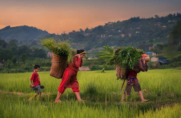 Agricultores Nepal Transportando Cestas Com Culturas Enquanto Trabalhava Campo Dhading — Fotografia de Stock