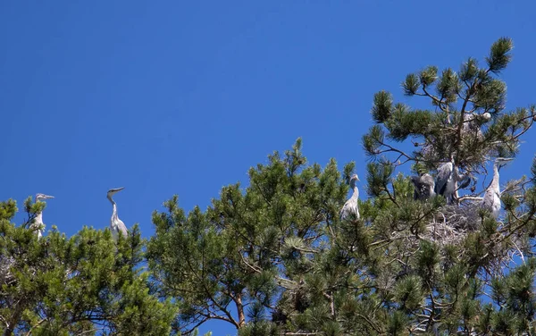 Ardea Cinerea Vogels Boom Bij Nesten Natuur Wild — Stockfoto