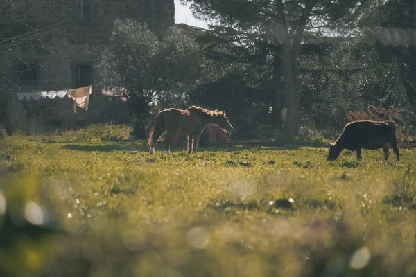 牧草地に馬と牛が草を食べる — ストック写真