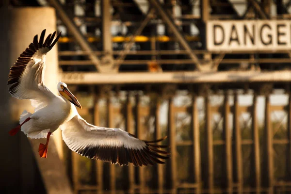 Único Pelicano Voando Com Suas Asas Abertas Com Uma Ponte — Fotografia de Stock