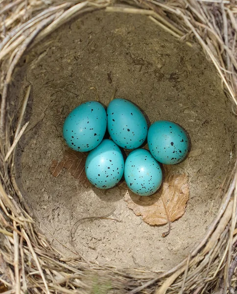 Een Voorgrond Met Een Nest Van Wilde Vogels Met Eieren — Stockfoto