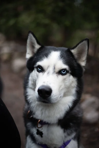 Vertical Portrait Siberian Husky Blurred Background — Stock Photo, Image