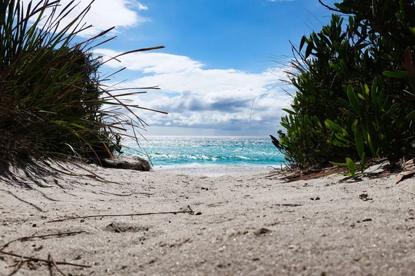 Yaz Boyunca Sahilde Çalıların Olduğu Kumlu Bir Sahil Manzarası — Stok fotoğraf