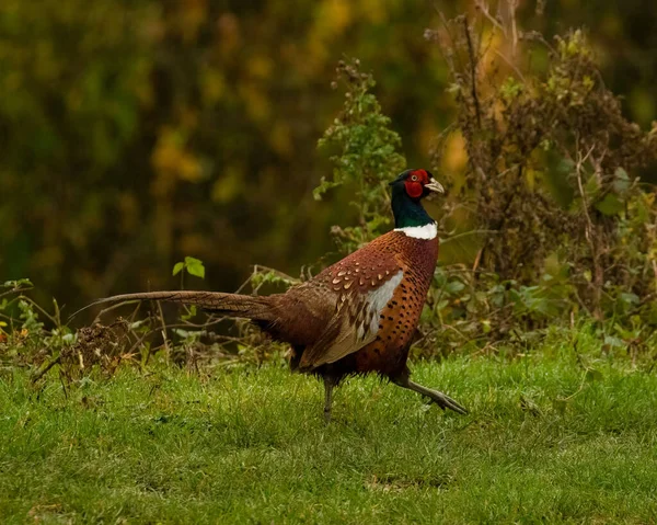 Male Ring Necked Pheasant Phasianus Colchicus Proudly Strutting Grass Blurred — Stock Photo, Image