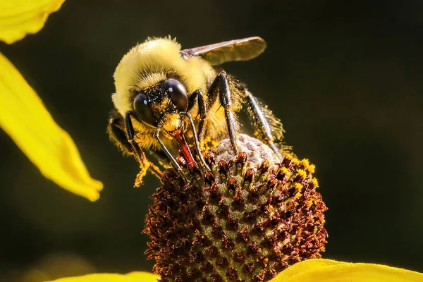 Μια Μακρο Φωτογραφία Μέλισσα Συλλέγει Νέκταρ Από Ένα Κίτρινο Λουλούδι — Φωτογραφία Αρχείου