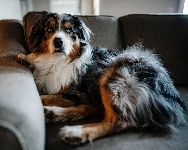 Closeup Portrait Australian Shepherd Lying Sofa Indoors — Stock Photo, Image