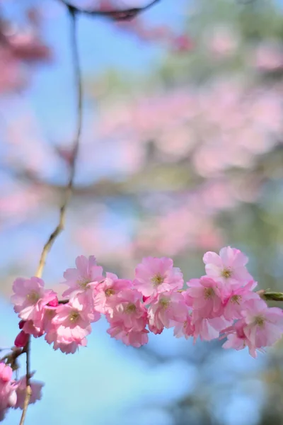 Een Verticaal Schot Van Roze Bloeiende Kersenboom Bloemen Met Heldere — Stockfoto