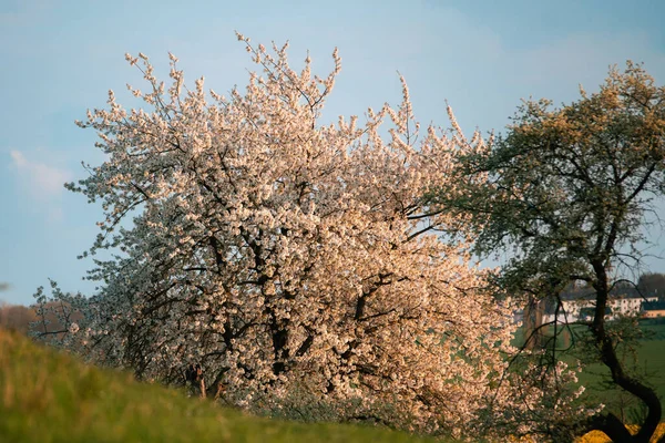 Prunus Kanzan Arbre Poussant Dans Parc Rendant Beau Unique — Photo