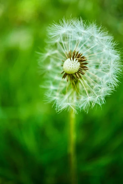 Vertical Shot Fluffy Dandelion Meadow Isolated Green Blurred Background —  Fotos de Stock