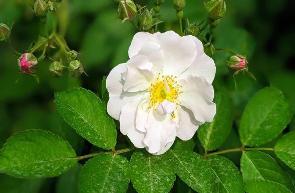 Крупный План Rosa Rugosa Alba Зелеными Листьями Растущими Саду — стоковое фото