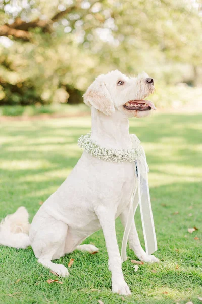 Beautiful Labrador Retriever Dog Sitting Garden Wearing Wedding Flowery Decoration — Fotografia de Stock