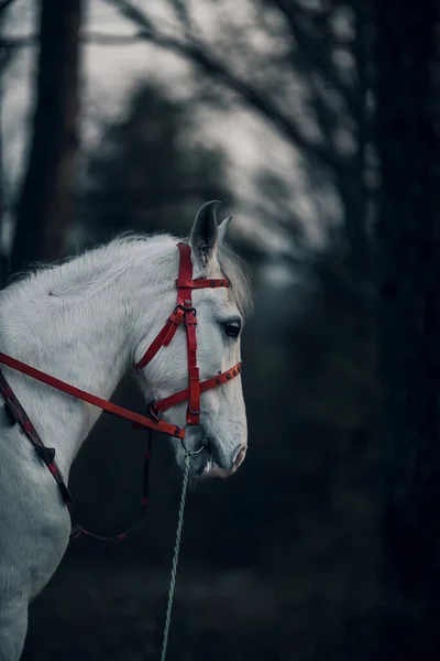 半影の背景に独立したホルターを持つ白い馬の垂直ショット — ストック写真