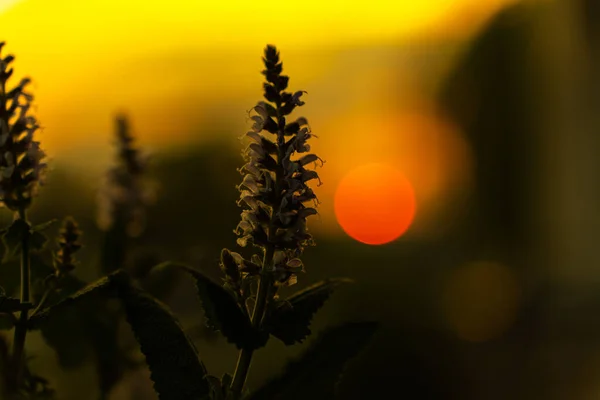 Closeup Shot Plants Sunset Paris France — Stockfoto