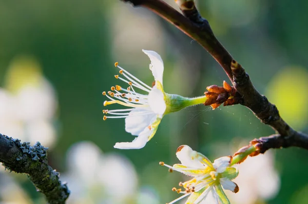 Cherry Blossom Tree Branch Flowers Closeup Springtime — Stock Photo, Image
