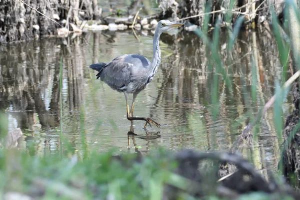 Beautiful Gray Heron Pond Surrounded Greenery — Stockfoto