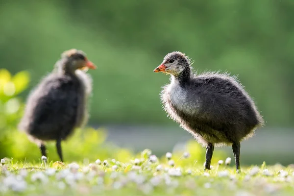 Closeup Tiny Eurasian Coot Chicks Walking Green Grass Sunny Day — Stock Photo, Image