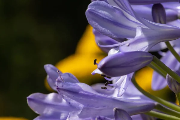 Mavi Bir Afrikalı Zambağının Çiçeklerinin Yakın Çekimi Agapanthus — Stok fotoğraf