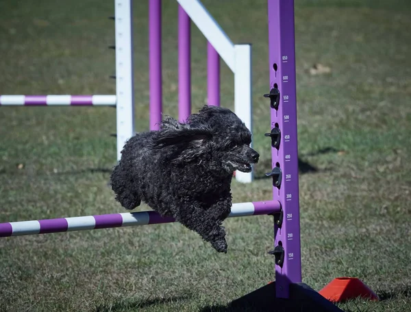 狗的敏捷性领域有许多障碍 狗在不同活动之间跑得快 显然有很多乐趣 — 图库照片