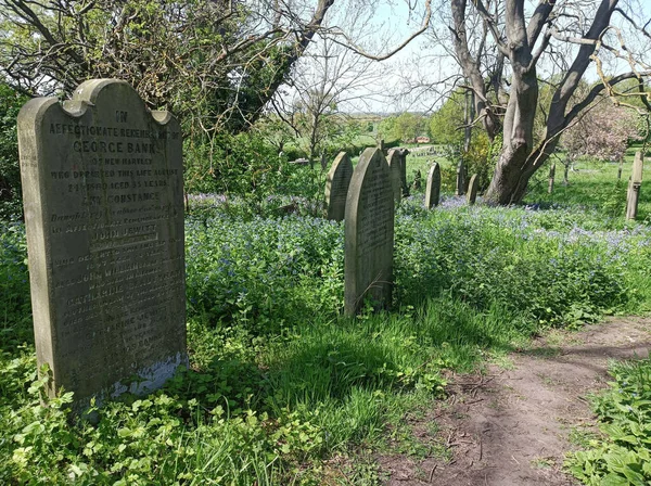 Bluebell Seizoen Begraafplaats Concept Van Cyclus Van Leven Dood Earsdon — Stockfoto