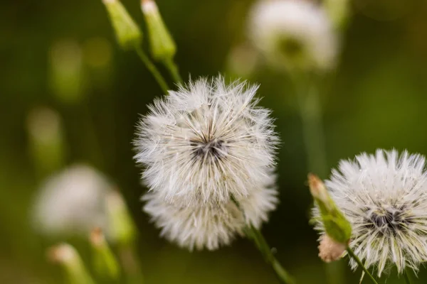 Sebuah Gambar Close Dari Biji Dandelion Pada Latar Belakang Kabur — Stok Foto