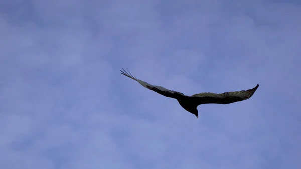 一只安第斯黑秃鹰在蓝天上展翅展翅 拍下了它的低角镜头 — 图库照片
