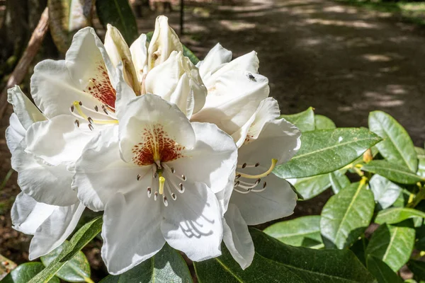 Primo Piano Fiori Rododendro Sole — Foto Stock