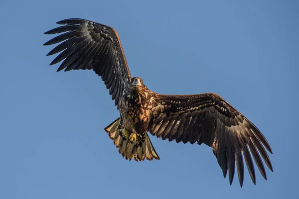 Low Angle Shot White Tailed Eagle Flying Spread Wings Blue — Fotografia de Stock