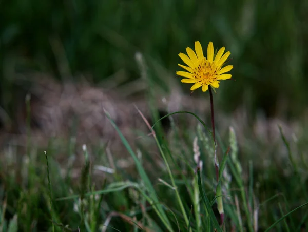 Närbild Blommande Gul Maskros Ett Fält — Stockfoto