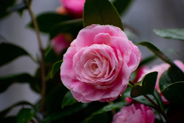 Closeup Shot Blooming Camellia Garden — Photo