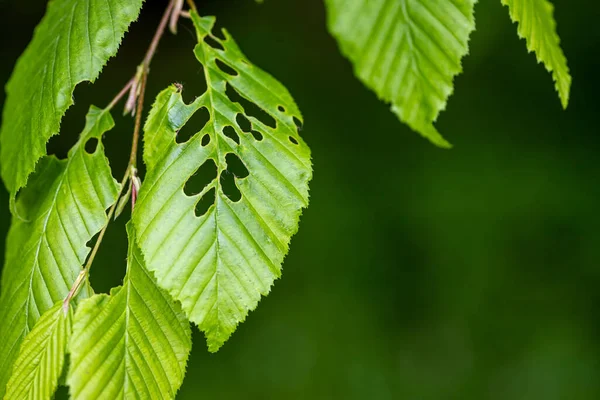 Closeup Tree Branch Leaves Csacsi Arboretum Zalaegerszeg Hungary — Fotografia de Stock